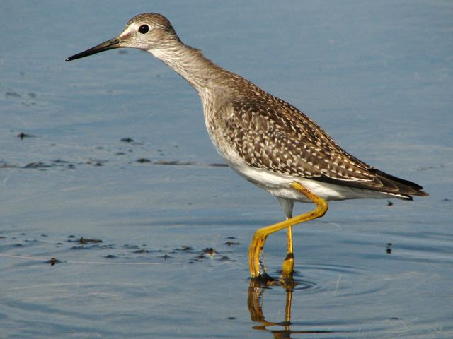 Lesser Yellowlegs